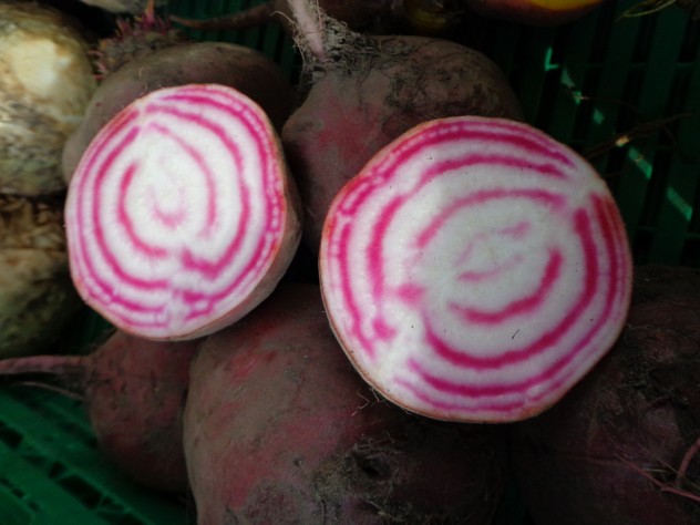 Polkabeter, eller også kalt chioggia 