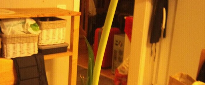 Amaryllis