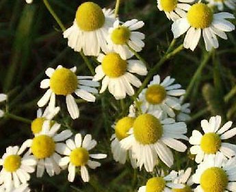 Kamilleblomst er veldkjent for sine velgjørende egenskaper både på innsiden og utsiden.. men lukter ganske sterkt når den blomstrer ;)