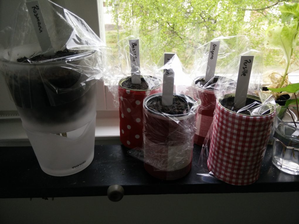 Her er krydderne plantet! I bunnen har jeg en svært god centimeter med lecakuler for drenering.