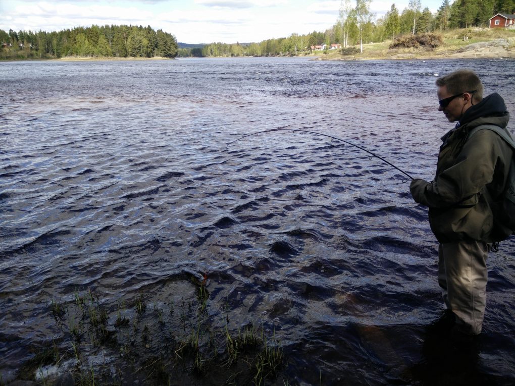 Her anes fisken i vannet!